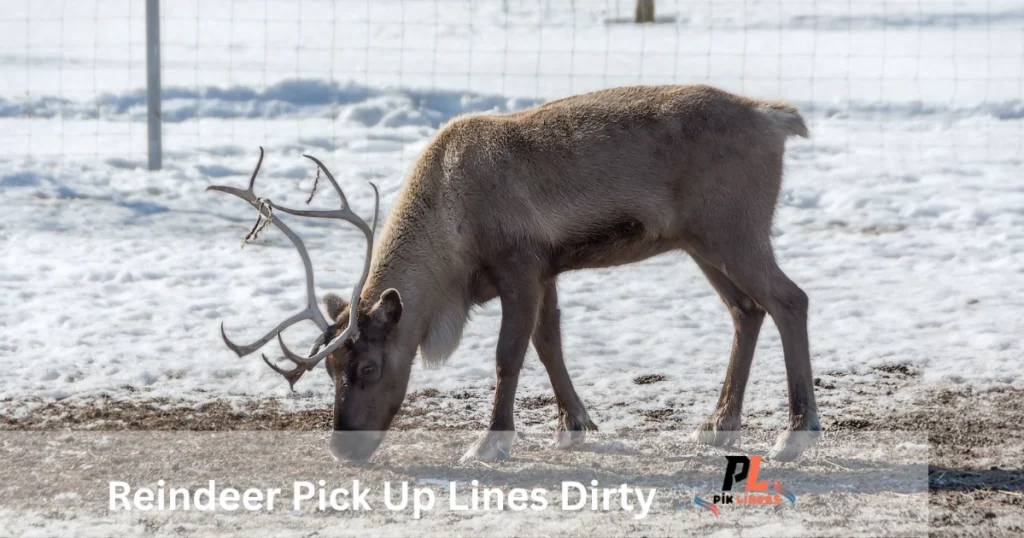 Reindeer Pick Up Lines Dirty